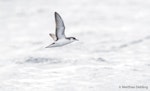 Little shearwater | Totorore. Ventral view. Bay of Islands, January 2017. Image © Matthias Dehling by Matthias Dehling.