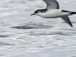 Little shearwater | Totorore. Adult in flight. Hauraki Gulf, November 2009. Image © Phil Swanson by Phil Swanson.