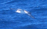 Little shearwater | Totorore. Adult in flight. Hauraki Gulf, November 2011. Image © Ross Silcock by Ross Silcock.