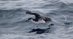 Little shearwater | Totorore. Adult in flight. Off Tutukaka, September 2017. Image © Oscar Thomas by Oscar Thomas.