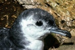 Little shearwater | Totorore. Close view of adult head. Poor Knights Islands, November 1980. Image © Albert Aanensen by Albert Aanensen.