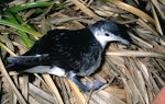 Little shearwater | Totorore. Adult North Island little shearwater returning to breeding colony. Mokohinau Islands, January 1991. Image © Terry Greene by Terry Greene.