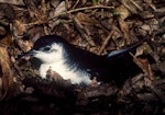 Little shearwater | Totorore. Adult at breeding colony. Stanley Island, Mercury Islands, July 1987. Image © Colin Miskelly by Colin Miskelly.