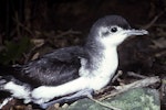 Little shearwater | Totorore. Adult in profile. Poor Knights Islands, November 1980. Image © Albert Aanensen by Albert Aanensen.