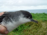 Little shearwater | Totorore. Close view adult head and bill. Burgess Island, September 2011. Image © Graeme Taylor by Graeme Taylor.