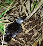 Little shearwater | Totorore. Adult entering burrow. Lizard Island, Mokohinau Islands, December 1993. Image © Department of Conservation (image ref: 10050682) by Terry Greene, Department of Conservation.