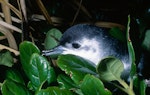 Little shearwater | Totorore. Adult returning to breeding colony. Mokohinau Islands, January 1991. Image © Terry Greene by Terry Greene.