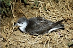 Little shearwater | Totorore. Adult ('kermadecensis' subspecies) on surface at night. Curtis Island, October 1989. Image © Graeme Taylor by Graeme Taylor.