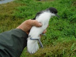 Little shearwater | Totorore. Ventral view of adult in hand showing legs. Burgess Island, September 2011. Image © Graeme Taylor by Graeme Taylor.