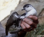 Little shearwater | Totorore. Adult 'kermadecensis' subspecies. Curtis Island, Kermadec Islands, May 1982. Image © Colin Miskelly by Colin Miskelly.