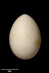 Little shearwater | Totorore. Egg 53.9 x 37.5 mm (NMNZ OR.025766, collected by Reginald Oliver). Meyer Island, Kermadec Islands, August 1908. Image © Te Papa by Jean-Claude Stahl.