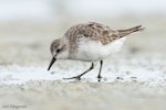 Red-necked stint. Non-breeding adult. Miranda, Firth of Thames, January 2007. Image © Neil Fitzgerald by Neil Fitzgerald.