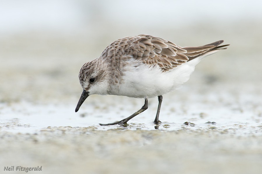 Red-necked stint. Non-breeding adult. Miranda, Firth of Thames, January 2007. Image © Neil Fitzgerald by Neil Fitzgerald.