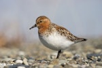 Red-necked stint. Adult in breeding plumage at breeding grounds. Bering Sea coast, southern Chukotka, June 2008. Image © Sergey Golubev by Sergey Golubev.