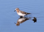 Red-necked stint. Adult summer plumage. Tolderol Game Reserve, March 2018. Image © John Fennell by John Fennell.