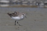 Red-necked stint. Non-breeding adult. Lake Ellesmere, February 2014. Image © Steve Attwood by Steve Attwood.