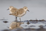 Red-necked stint. Non-breeding adult. Awarua Bay, January 2007. Image © Craig McKenzie by Craig McKenzie.