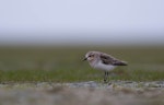 Red-necked stint. Non-breeding, likely immature. Lake Ellesmere, June 2023. Image © Ben Ackerley by Ben Ackerley.