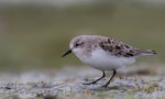 Red-necked stint. Non-breeding, likely immature. Lake Ellesmere, June 2023. Image © Ben Ackerley by Ben Ackerley.