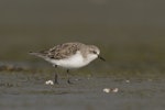 Red-necked stint. Non-breeding adult. Awarua Bay, February 2012. Image © Glenda Rees by Glenda Rees.