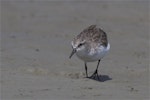 Red-necked stint. Non-breeding adult. Lake Ellesmere, February 2014. Image © Steve Attwood by Steve Attwood.