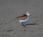 Red-necked stint. Juvenile. Foxton estuary, October 2016. Image © Imogen Warren by Imogen Warren.