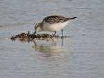 Red-necked stint. Juvenile foraging. Waipu estuary, Northland, October 2016. Image © Susan Steedman by Susan Steedman.