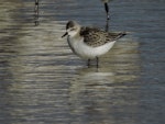 Red-necked stint. Juvenile. Waipu estuary, Northland, October 2016. Image © Susan Steedman by Susan Steedman.