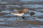 Red-necked stint. Adult in breeding plumage on mudflat. Porangahau estuary, Hawke's Bay, March 2016. Image © Adam Clarke by Adam Clarke.