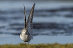 Red-necked stint. Adult showing wings. Awarua Bay, September 2015. Image © Glenda Rees by Glenda Rees.