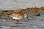 Red-necked stint. Juvenile in worn plumage. Waikanae estuary, October 2012. Image © Roger Smith by Roger Smith.