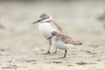 Red-necked stint. Non-breeding stint with adult wrybill in the background. Miranda, Firth of Thames, January 2007. Image © Neil Fitzgerald by Neil Fitzgerald.