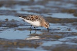 Red-necked stint. Adult in breeding plumage foraging on mudflat. Porangahau estuary, Hawke's Bay, March 2016. Image © Adam Clarke by Adam Clarke.