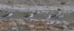 Red-necked stint. Small flock non-breeding adults. Lake Ellesmere, February 2014. Image © Steve Attwood by Steve Attwood.