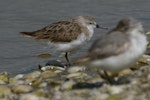 Red-necked stint. Adult with Wrybill. Kidds Beach. Image © Noel Knight by Noel Knight.