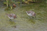 Red-necked stint. Adults in breeding plumage. Lanyu Island, Taiwan, April 2006. Image © Nigel Voaden by Nigel Voaden.