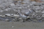 Red-necked stint. Non-breeding adult, adult wrybill in background. Lake Ellesmere, February 2014. Image © Steve Attwood by Steve Attwood.