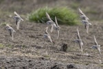 Red-necked stint. Flock in flight showing dorsal surfaces. Awarua Bay, September 2017. Image © Glenda Rees by Glenda Rees.