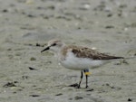 Red-necked stint. Adult with Chinese leg flags. Waipu estuary, Northland, October 2016. Image © Susan Steedman by Susan Steedman.