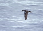 Subantarctic little shearwater. Adult in flight. Near Antipodes Island, December 1997. Image © Mike Danzenbaker by Mike Danzenbaker.