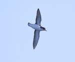 Subantarctic little shearwater. In flight, ventral. At sea off Campbell Island, April 2013. Image © Phil Battley by Phil Battley.