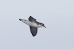 Subantarctic little shearwater. In flight, side view. At sea off Campbell Island, April 2013. Image © Phil Battley by Phil Battley.