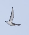 Subantarctic little shearwater. In flight, ventral. At sea off Campbell Island, April 2013. Image © Phil Battley by Phil Battley.