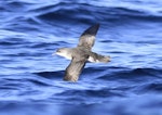 Subantarctic little shearwater. In flight, dorsal. At sea off Campbell Island, April 2013. Image © Phil Battley by Phil Battley.