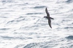 Subantarctic little shearwater. In flight. At sea off Dunedin, October 2022. Image © Oscar Thomas by Oscar Thomas.