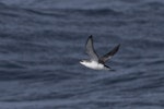 Subantarctic little shearwater. In flight. At sea off Dunedin, October 2022. Image © Oscar Thomas by Oscar Thomas.