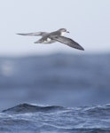 Subantarctic little shearwater. In flight, dorsal, from behind. At sea off Campbell Island, April 2013. Image © Phil Battley by Phil Battley.