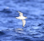 Subantarctic little shearwater. In flight, ventral. At sea off Campbell Island, April 2013. Image © Phil Battley by Phil Battley.