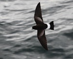 Wilson's storm petrel. Adult in flight. Prydz Bay, Antarctica, February 2016. Image © Sergey Golubev by Sergey Golubev.