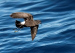 Wilson's storm petrel. Adult in flight. Port MacDonnell pelagic, South Australia, March 2017. Image © Craig Greer by Craig Greer.